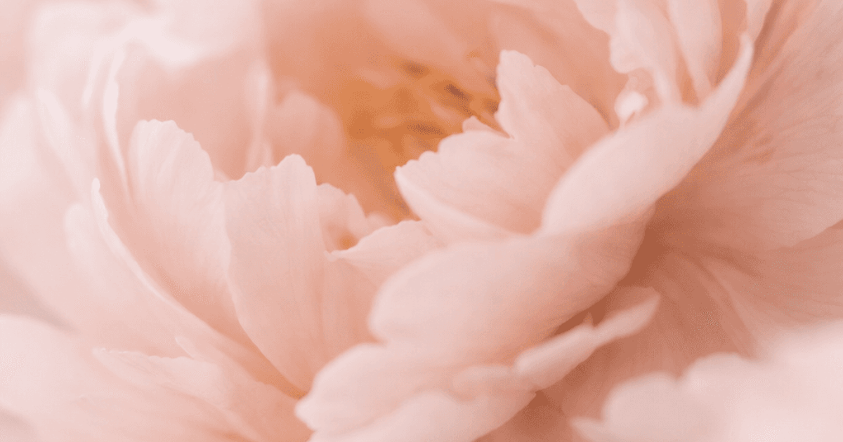 Blush peony